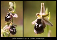 Ophrys-reinholdii